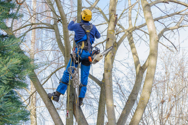  Fulton, MD Tree Care Pros